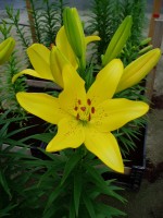 [1709 Scipione Mak No01.JPG]